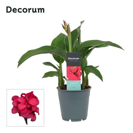 Canna Rose (decorum)