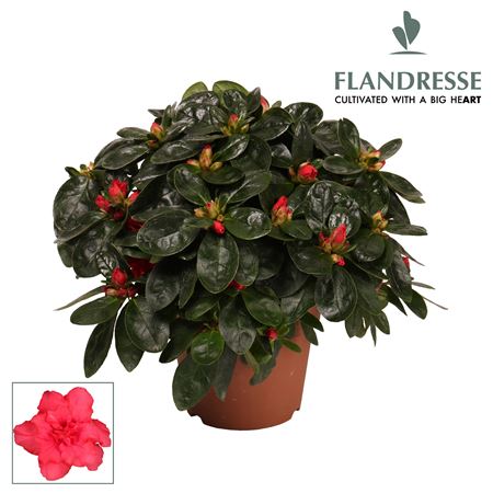 Azalea Flandresse Red