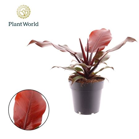 Philodendron Cherry Red
