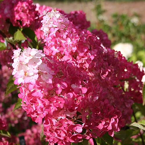 Гортензия метельчатая Фрайз Мельба