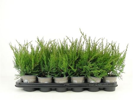 Juniperus Pfit Mint Julep