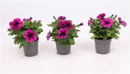 Petunia Tea Pink