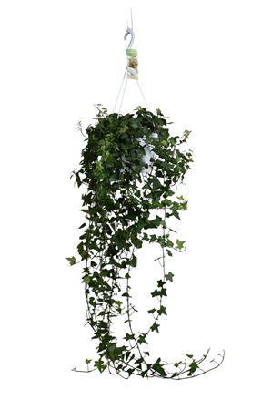 Hedera Helix Anna - Hang/xxl