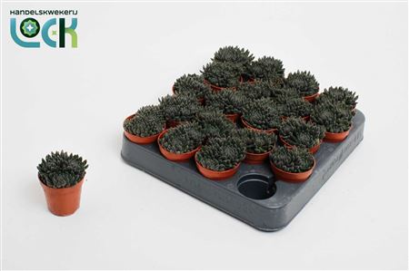 Crassula Crassimus