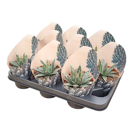 Agave Victoriae Reginae Potcover