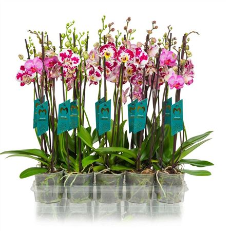 Phal 3st Special Mix 20+ (maarel)