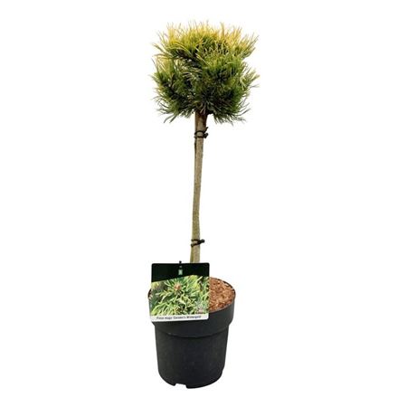 Pinus Mugo Carsten's Wintergold On Stem