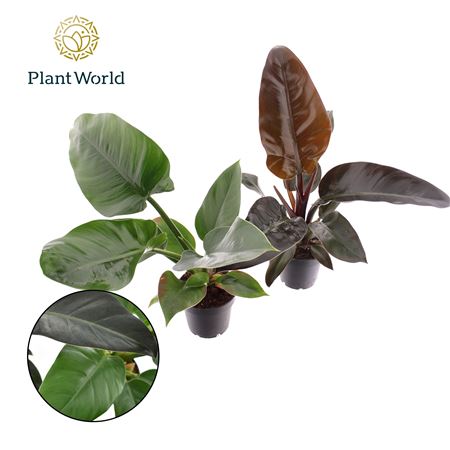 Philodendron Mix Imperial Green & Red