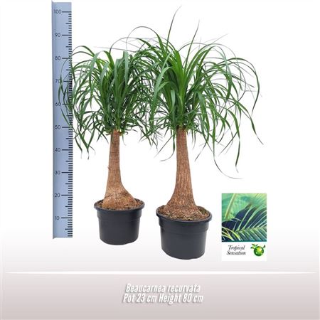 Beaucarnea Nolina Recurvata