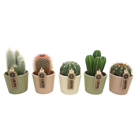 Cactus Mix Pastel Pot