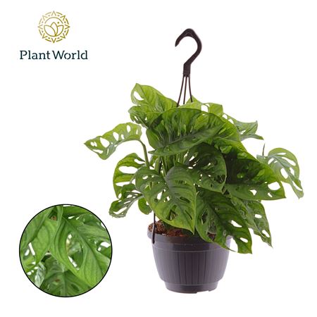 Monstera Obliqua Monkey Leaf Hangpot