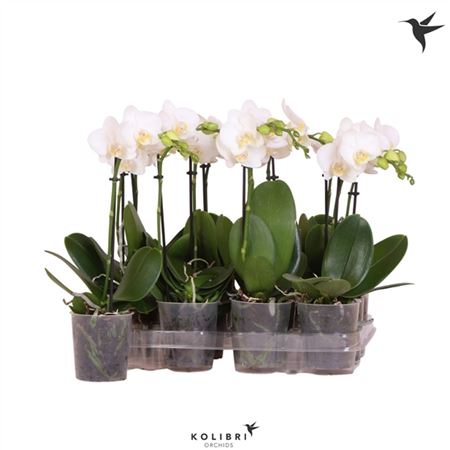 Phal Little Kolibri 1st White No Label (ok)