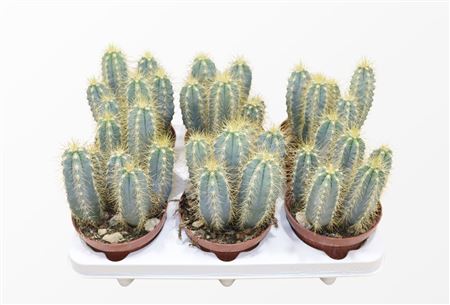 Pilosocereus Azureus