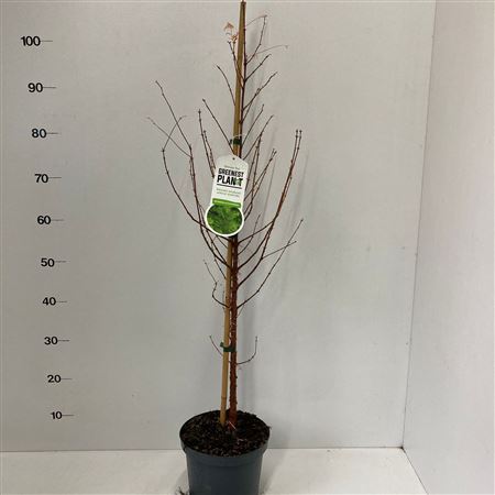 Metasequoia Glyptostroboides