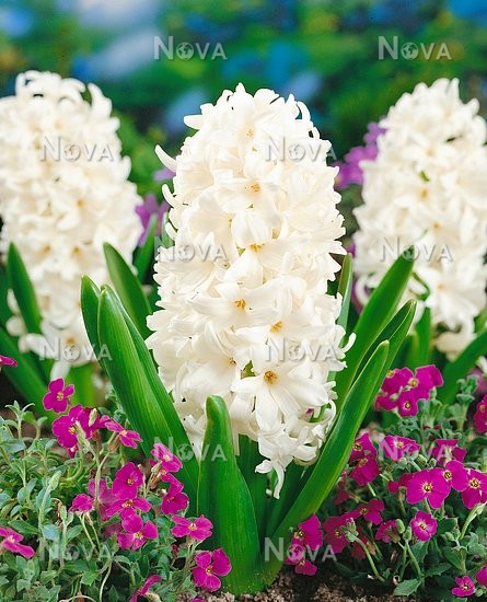 Гиацинт садовый Карнеги | Оптовая цветочная компания «Флора Групп» Гиацинт садовый Карнеги