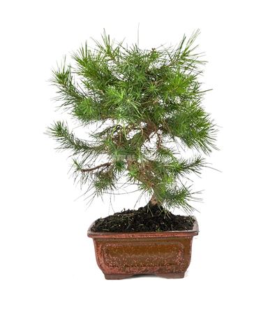 Bonsai Pinus Halepensis Ball In S (outdoor