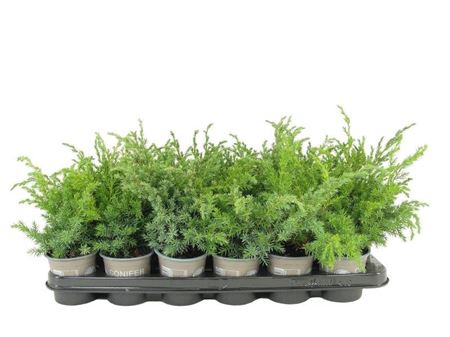 Juniperus Squamata Blue Swede