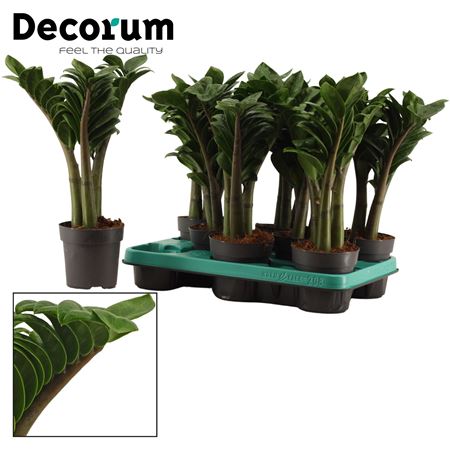 Zamioculcas Zenzi 3+ (decorum)
