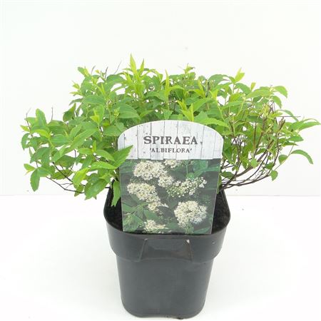 Spiraea Jap Albiflora