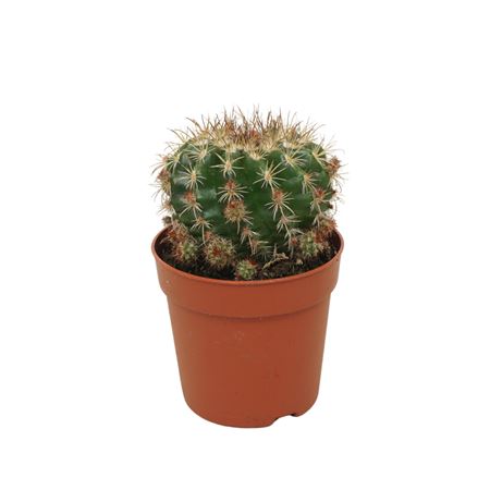 Parodia Mairanana