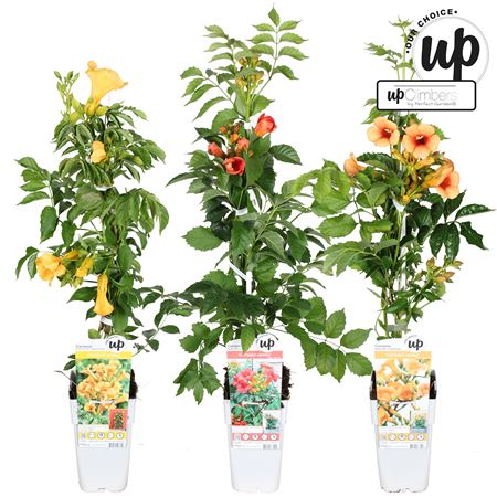 Campsis Mix (our Choice)