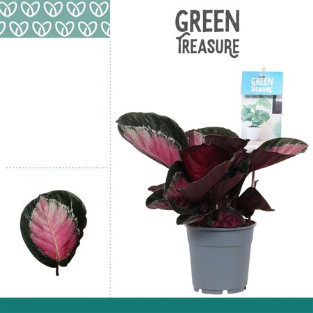 Calathea Rosy Roseo Picta