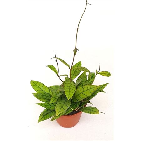 Hoya 'callistophylla