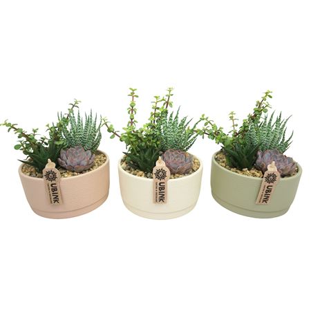 Succulent Beplant In Pastel Bowl