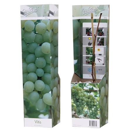Vitis Vinifera White