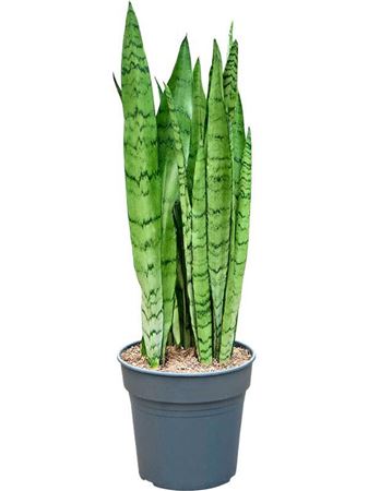 Sansevieria Trifasciata Silver Mist