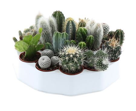 Cactus Mix Rondo