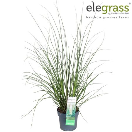 Cortaderia Evita