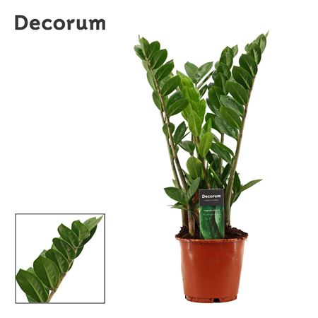 Zamioculcas 4+ (decorum)