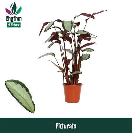 Calathea Picturata (rhythm Of Nature)