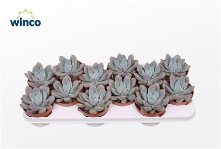 Graptoveria Opalina