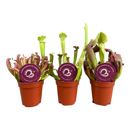 Sarracenia Mini Mix