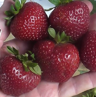 Земляника Эви 2