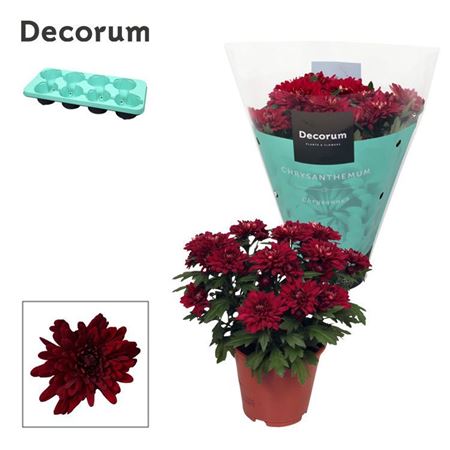 Chrys Grandezza Red (decorum)