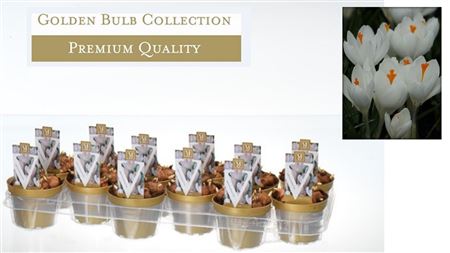Crocus White (deluxe)