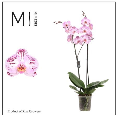 Phal 2st Cassie 16+ (mimesis)