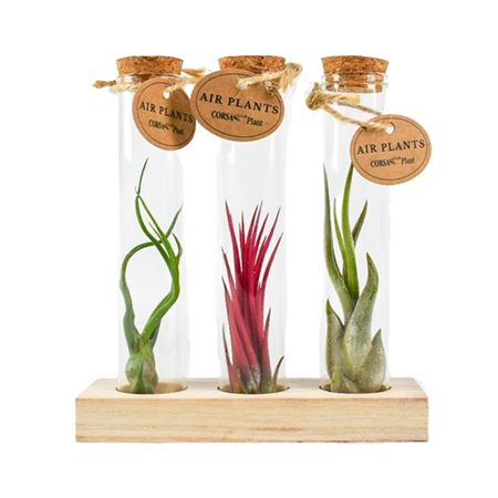 Tillandsia Glas Kurk Buisje Small Set