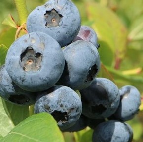 Голубика высокорослая Элизабет | Оптовая цветочная компания «Флора Групп» Голубика высокорослая Элизабет