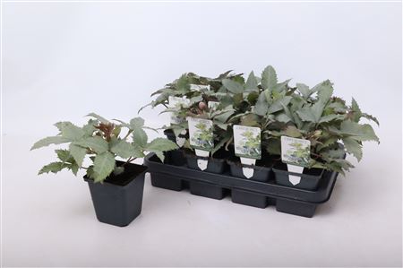 Helleborus Silver Dollar