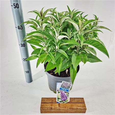 Buddleja Dav Little Lila