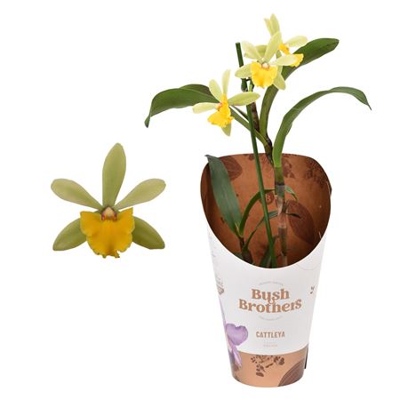 Epidendrum Cattleya