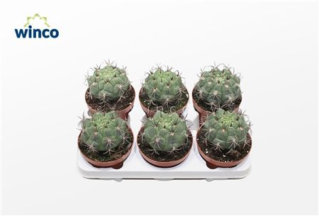 Gymnocalycium Saglyonis