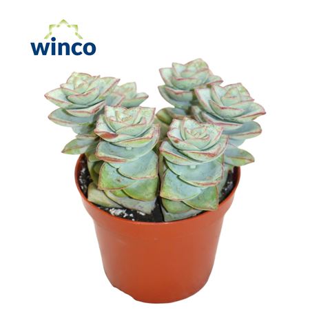 Crassula Perforata Azul