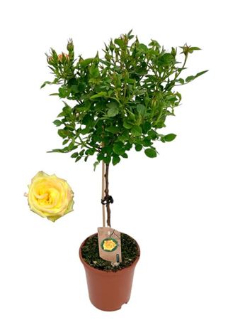 Rosa On Stem Yellow