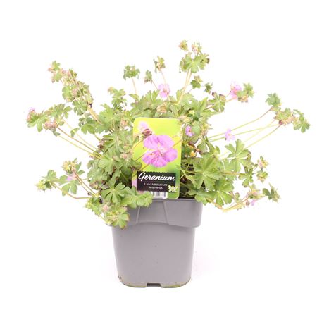 Geranium Cantabrigiense Karmina