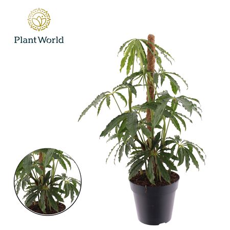 Anthurium Polyschistum Mosspole